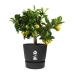 Vaso Elho Greenville Nero Plastica Rotonda Rotondo Ø 30 cm Ø 29,5 x 27,8 cm