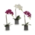 Decoratieve plant Orchidee 15 x 43 x 18 cm Plastic