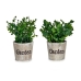 Decoratieve plant Plastic 16 x 22 x 16 cm (12 Stuks)