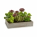 Decoratieve plant Ibergarden XD18-1220 Plastic Cement Vetplant 16,5 x 20 x 28,5 cm (6 Stuks)