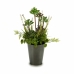 Decoratieve plant Bloemenveld Plastic 20 x 41 x 20 cm (6 Stuks)