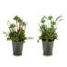 Plante décorative Fleurs Campagne Plastique 20 x 41 x 20 cm (6 Unités)