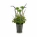 Dekorativ Plante Ibergarden XD16-818 Metall Plast Lavendel 13 x 40 x 13 cm (12 enheter)