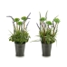 Dekorativ plante Lavendel Metal Plastik 13 x 40 x 13 cm (12 enheder)