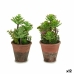 Dekorativ Plante Saftige Plast 16 x 23 x 16 cm (12 enheter)