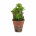 Dekorativ Plante Saftige Plast 16 x 23 x 16 cm (12 enheter)