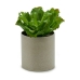 Decorative Plant Ibergarden YC181588 20 x 25 x 20 cm (6 Units)