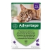 Middel tegen parasieten Advantage 0,8 ml Kat Konijn +4 Kg 4 Stuks