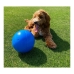 Jucărie pentru câini Company of Animals Boomer Albastru (250mm)