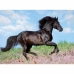 Palapeli Ravensburger 12803 Black Stallion XXL 200 Kappaletta