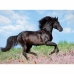 Pussel Ravensburger 12803 Black Stallion XXL 200 Delar