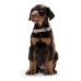 Dog collar Hunter Alu-Strong Beige Size L (45-65 cm)