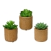 Decoratieve plant EDM 898158 Vetplant 10 cm