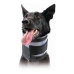 Collier cervical pour chiens KVP Noir (18-53 cm)