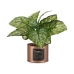 Okrasná rastlina Home Medený Plechovka 26 x 26 x 26 cm Kov zelená Plastické