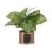 Plante décorative Home Cuivre Cannette 26 x 26 x 26 cm Métal Vert Plastique