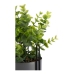 Planta Decorativa Cinzento Eucalipto Com suporte Metal Plástico (13 x 40 x 13 cm)