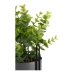 Roślina Dekoracyjna Szary Eukaliptus Ze wsparciem Metal Plastikowy (13 x 40 x 13 cm)