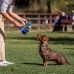 Legetøj til hunde Stitch Blå