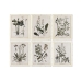 Cadre Home ESPRIT Shabby Chic Plantes botaniques 40 x 1,5 x 50 cm (6 Unités)