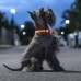 LED krage for kjæledyr Petlux InnovaGoods