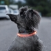 Collar LED para Mascotas Petlux InnovaGoods