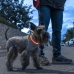 LED krage for kjæledyr Petlux InnovaGoods