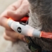 LED-halsband voor huisdieren Petlux InnovaGoods