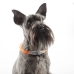 LED-halsband voor huisdieren Petlux InnovaGoods