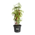 Blumentopf Elho Basics Tomato Schwarz (Ø 33 cm)