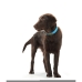 Hundehalsband Hunter Convenience Turquoise (38-46 cm)