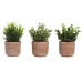 Decoratieve plant Home ESPRIT Polyethyleen Cement 12 x 12 x 17 cm (3 Stuks)