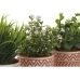 Decoratieve plant Home ESPRIT Polyethyleen Cement 12 x 12 x 17 cm (3 Stuks)