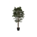 Δέντρο Home ESPRIT πολυαιθυλένιο Ficus 100 x 100 x 210 cm