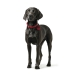 Collare per Cani Hunter Aalborg Rosso L 45-55 cm