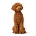 Coleira para Cães Hunter Love S/M 35-43 cm Vermelho