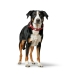 Coleira para Cães Hunter Love M/L 47-54 cm Vermelho