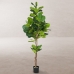 Decoratieve plant Polyurethaan Cement Vijgen 200 cm