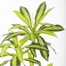 Plantă decorativă Poliuretan Цимент 180 cm