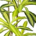 Plantă decorativă Poliuretan Цимент 180 cm