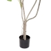 Decoratieve plant Polyurethaan Cement Monstera 180 cm