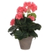 Decoratieve plant Mica Decorations PVC Geranium (11,5 x 33 cm)