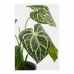 Decoratieve plant Mica Decorations Caladium Ø 21 x 28 cm Kunstmatig