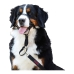 Trainingshalsbanden voor honden Company of Animals Halti Zwart Muilkorf (29-36 cm)