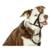 Trainingshalsbanden voor honden Company of Animals Halti Zwart Muilkorf (29-36 cm)