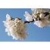 Vartalovoide L'Occitane En Provence Fleurs De Cerisier 30 ml