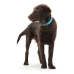 Collier pour Chien Hunter Convenience Turquoise