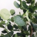 Albero Home ESPRIT Poliestere Legno Cemento Eucalipto 90 x 90 x 180 cm