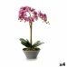 Decoratieve plant (Refurbished B)