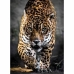 układanka puzzle Clementoni Walking Jaguar 39326 69 x 50 cm 1000 Części